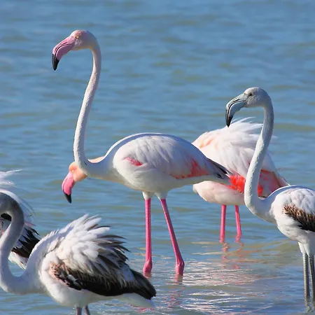 Casa Rosa Путзу-Иду